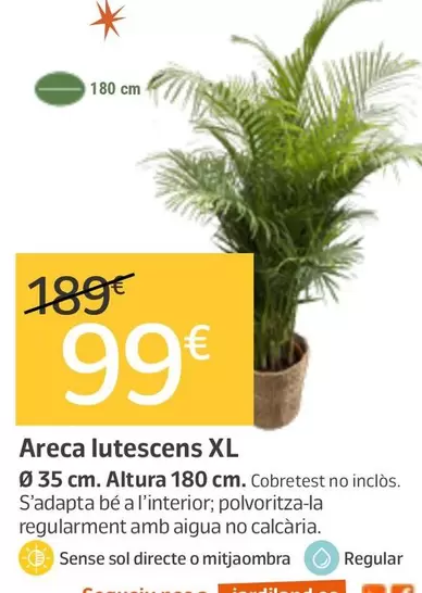 Areca Lutescens Xl