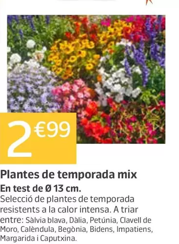Plantas De Temporada Mix