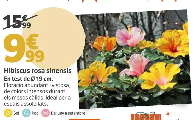 Hibiscus Rosa Sinensis