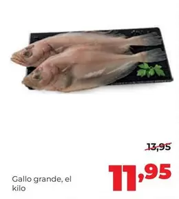 Gallo -  Grande