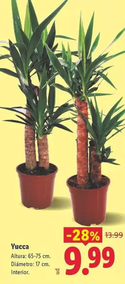 Yacca