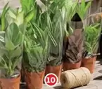 Surtito Planta Verde