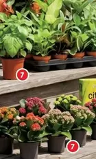 Kalanchoe Calandiva Planta Natural Verde O Planta Mix