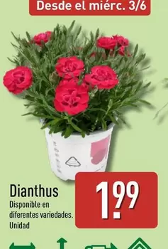 Dianthus