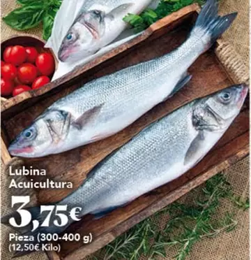 Lubina Acuicultura