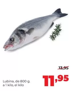 Lubina