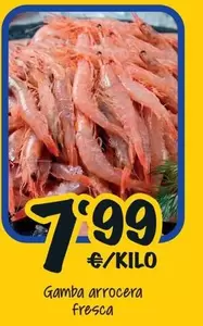 Gamba Arrocera Fresca