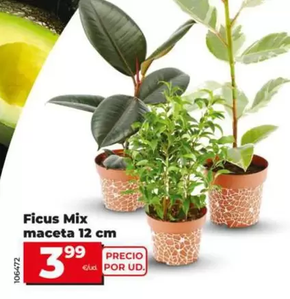 Ficus Mix Maceta 12 Cm