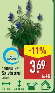Gardenline - Salvia Azul