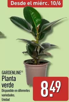 Gardenline - Planta Verde