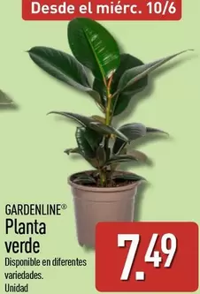 Gardenline - Planta Verde
