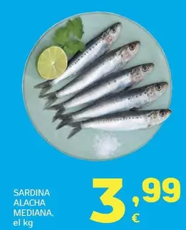 Sardina Alacha Mediana