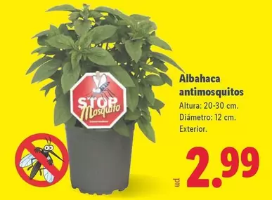 Albahaca Antimosquitos