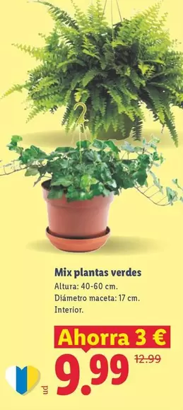 Mix Plantas Verdes