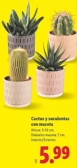 Cactus Y Suculentas Con Maceta