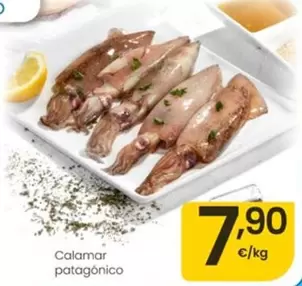 Calamar Patagonico