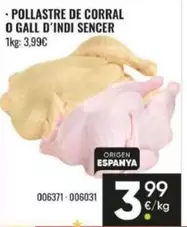 origen - Pollastre de Corral o Gall d'indi sencer