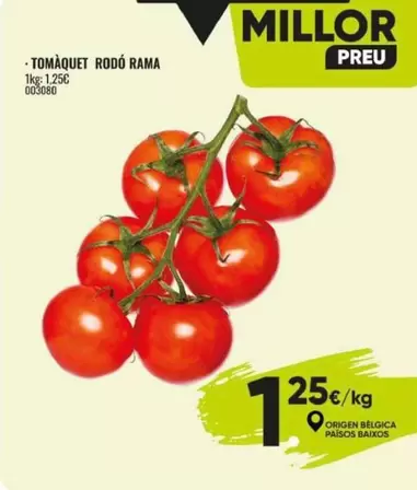 Tomàquet Rodó Rama Origen Bèlgica Països Baixos