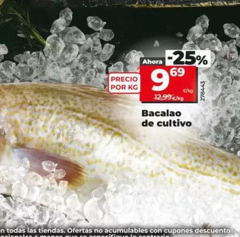 Bacalao De Cultivo