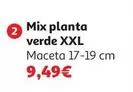 Mix Planta Verde Xxl