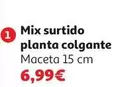Mix Surtido Planta Colgante