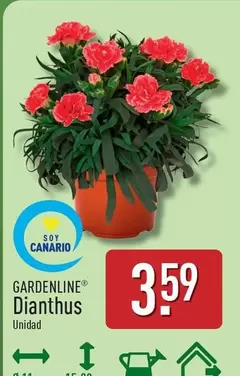 Gardenline - Dianthus