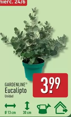 Gardenline - Eucalipto