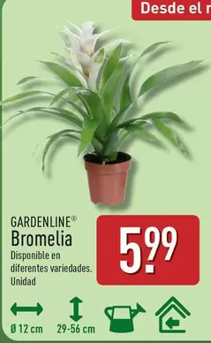 Gardenline - Bromelia