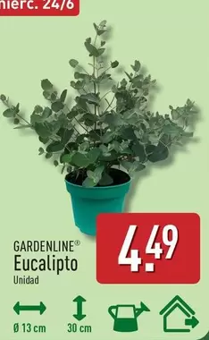 Gardenline - Eucalipto