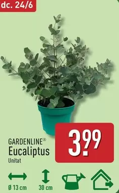Eucaliptus