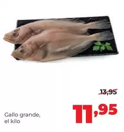 Gallo Grande