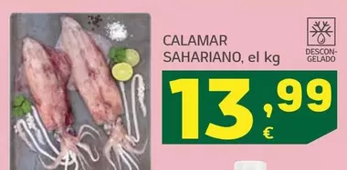 Calamar Sahariano