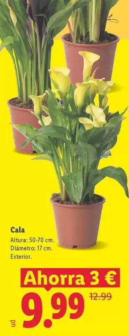 Cala
