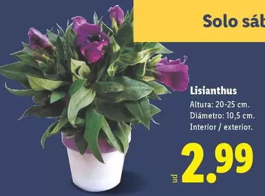 Lisianthus