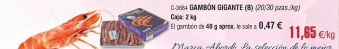 abordo - Gambon Gigante