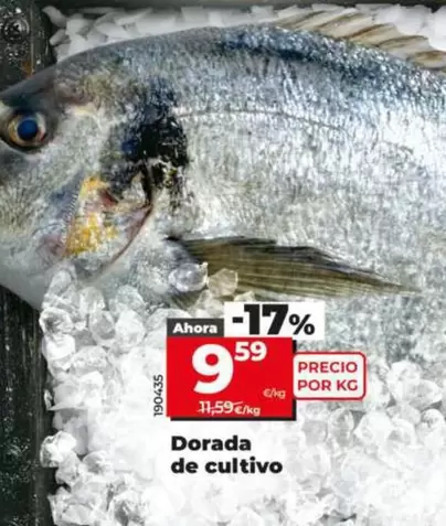 Dorada De Cultivo