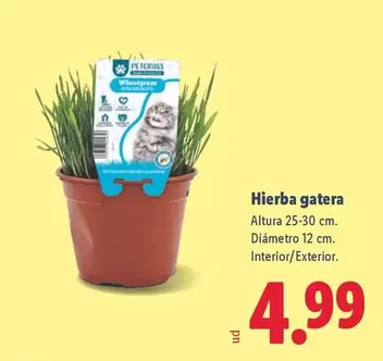 Hierba Gatera