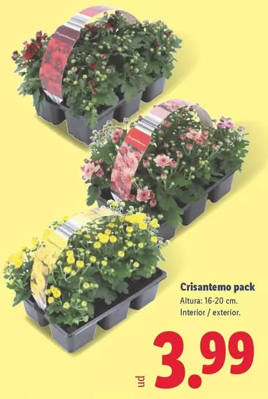 Crisantemo Pack