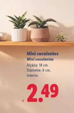 Mini Suculentas