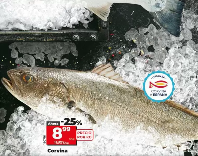 Corvina