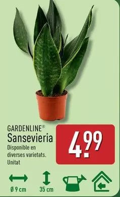 Gardenline - Sansevieria