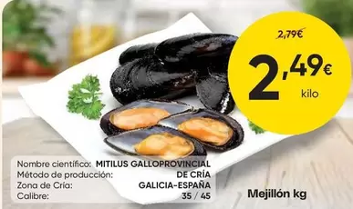 Mejillon