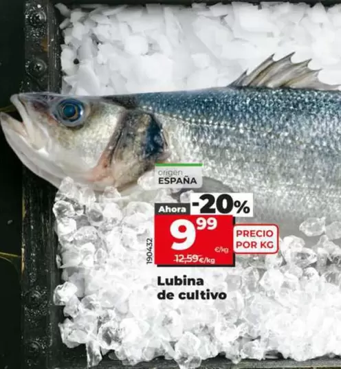 Lubina En Cultivo