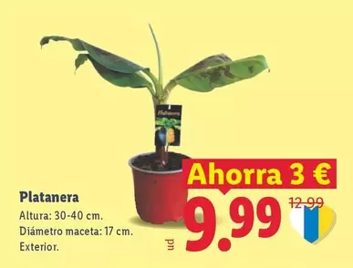 Platanera