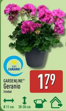 Gardenline - Geranio