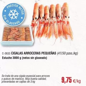 Cigalas Arroceras Pequeñas