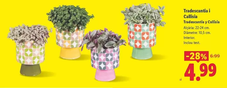 Tradescantia Y Callisia