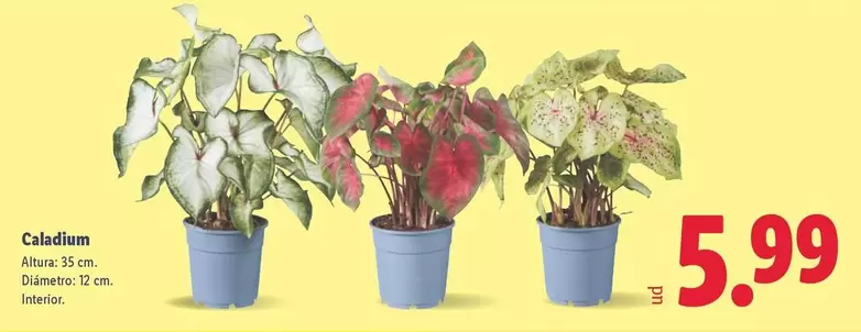 Caladium