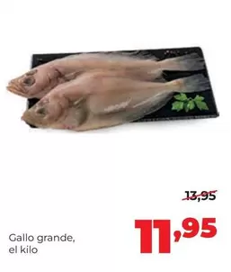 Gallo - Grande