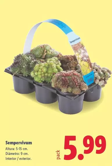 Sempervivum
